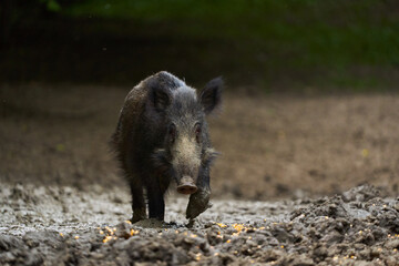 Juvenile wild hog in the forest