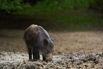Juvenile wild hog in the forest