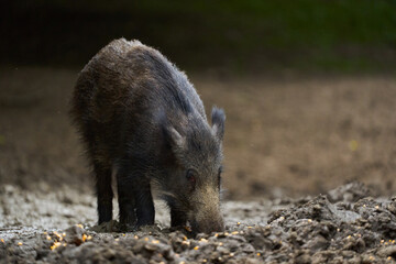 Juvenile wild hog in the forest