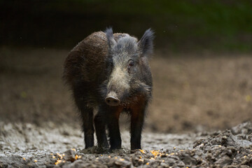 Juvenile wild hog in the forest