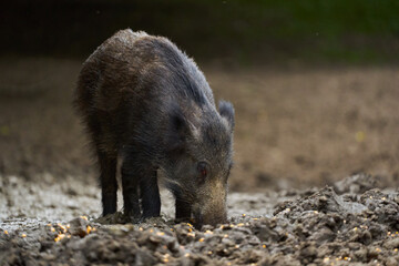 Juvenile wild hog in the forest