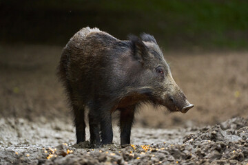 Juvenile wild hog in the forest
