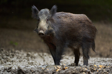 Juvenile wild hog in the forest