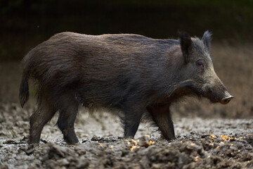 Juvenile wild hog in the forest