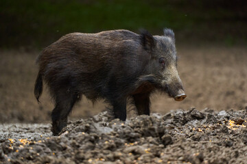 Juvenile wild hog in the forest
