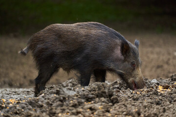 Juvenile wild hog in the forest