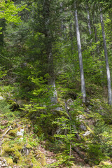 Forêt sauvage de la vallée de la Valserine