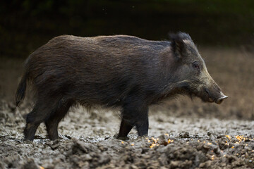 Juvenile wild hog in the forest