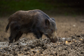 Juvenile wild hog in the forest