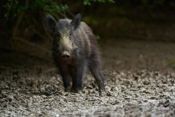 Juvenile wild hog in the forest