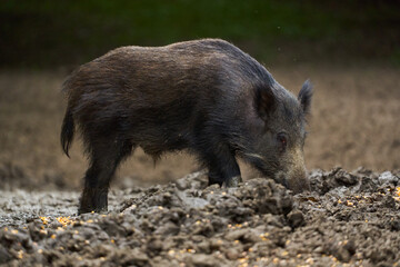 Juvenile wild hog in the forest