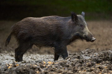 Juvenile wild hog in the forest