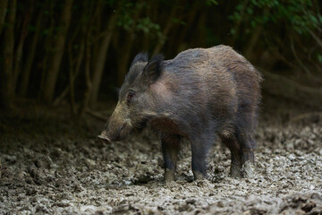 Juvenile wild hog in the forest