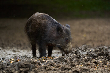 Juvenile wild hog in the forest