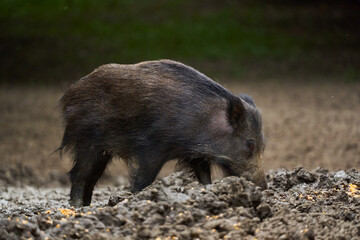 Juvenile wild hog in the forest