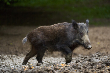 Juvenile wild hog in the forest