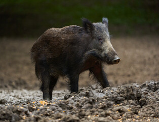 Juvenile wild hog in the forest