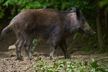 Juvenile wild hog in the forest
