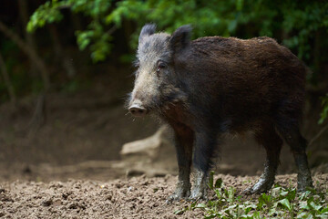 Juvenile wild hog in the forest