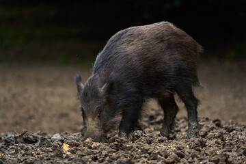 Juvenile wild hog in the forest