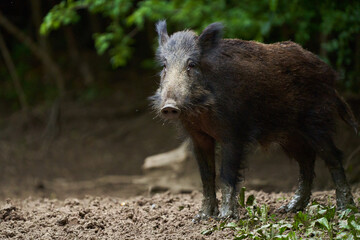 Juvenile wild hog in the forest