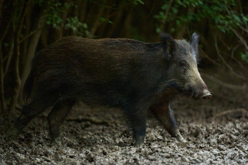 Juvenile wild hog in the forest