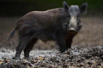 Juvenile wild hog in the forest