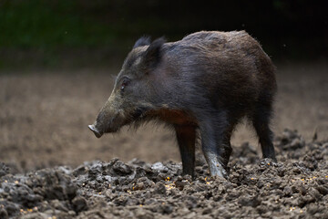 Juvenile wild hog in the forest