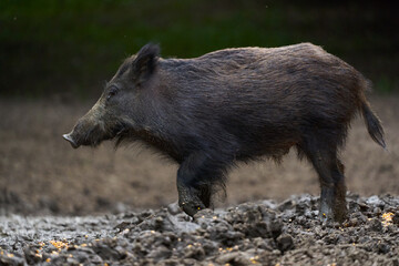 Juvenile wild hog in the forest