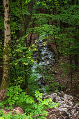 Ruisseau sauvage de montagne