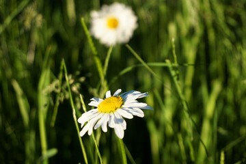 Zwei wei&szlig;-gelbe Margariten auf Wiese mit hohem gr&uuml;nen Gras bei Sonne am Abend im Fr&uuml;hling