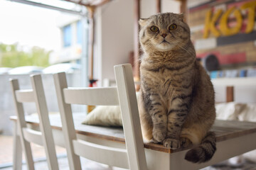 Felidae sitting on wooden chair on table, with fawn fur and whiskers