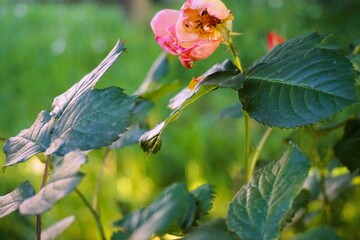 Pinke Rosen vor grüner Wiese im Garten bei Sonne am Abend im Frühling