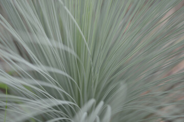 葉模様　自然の造形