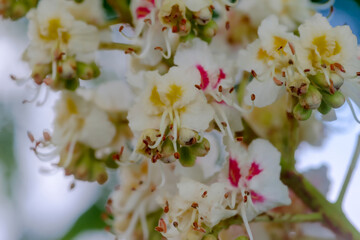 W mieście pięknie kwitły białe kasztanowce. Pod koniec kwietnia zakwitły piękne kwiaty...