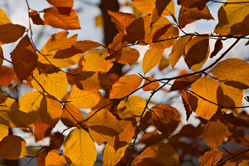 Fototapeta premium autumn leaves in the sun