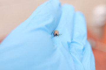 small tick on the hand of a doctor or veterinarian. Dangerous insect mite. Encephalitis, Lyme,...