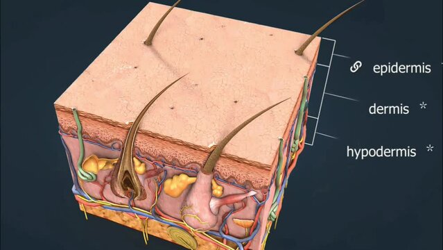 Anatomy of the skin