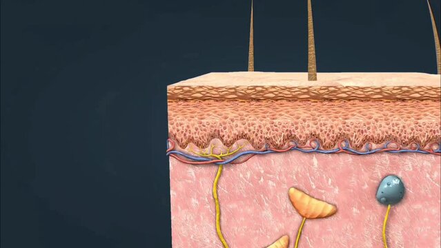 Detection of Pain receptors