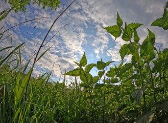 Natur - Gras und Bl&auml;tter im Gegenlicht aus der Froschperspektive - Gr&uuml;n