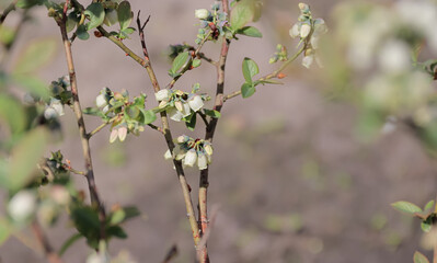 blooming blueberry bush with white small flowers. Bush growing in a garden. copy space for text