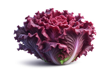 Purple lettuce healthy nutrition antioxidants