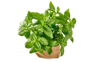Fresh green Basil pot, isolated on white background