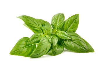 Sweet basil herb leaves, close-up, isolated on white background. Fresh Genovese basil