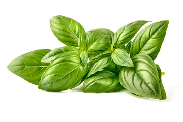 Fresh green Basil leaves, isolated on white background