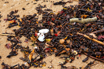seaweed on the beach. ecological problems in Valencia, Spain. close up