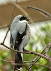 Lesser Grey Shrike (Lanius minor) - Commonly Found in Europe and Western Asia