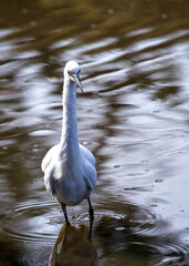 Little Egret (Egretta garzetta) - Commonly Found in Europe, Asia, Africa