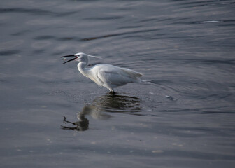 Little Egret (Egretta garzetta) - Commonly Found in Europe, Asia, Africa