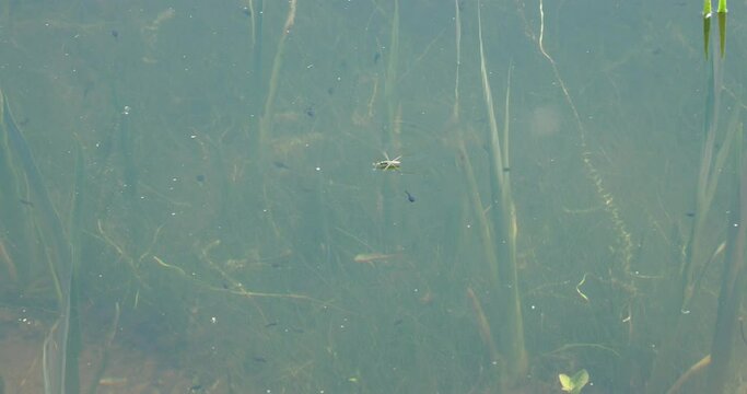 (Aquarius paladum) A Pond water strider moving fast by gliding on the surface of clear waters of a small pond with many tadpoles underwater
